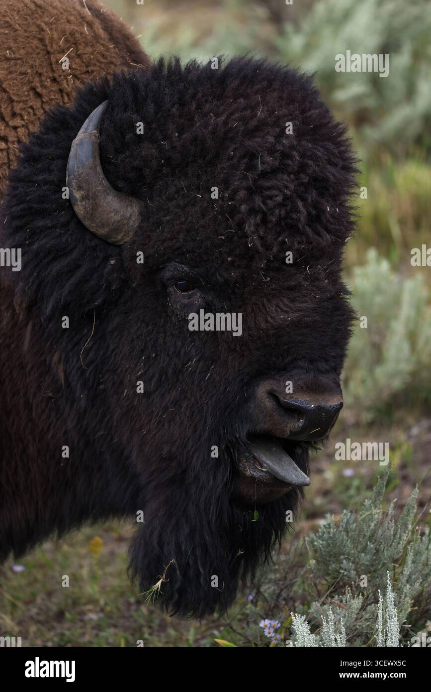 American Bison bull during August rut in Yellowstone National Park ...