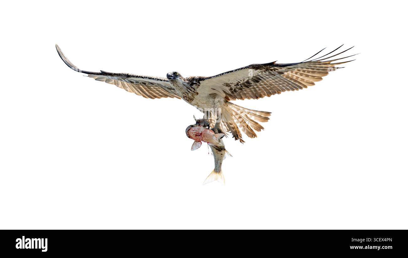 A powerful osprey soars through the air with wings wide open, gripping a fish in its talons, showcasing nature’s hunting skill and dramatic wildlife a Stock Photo
