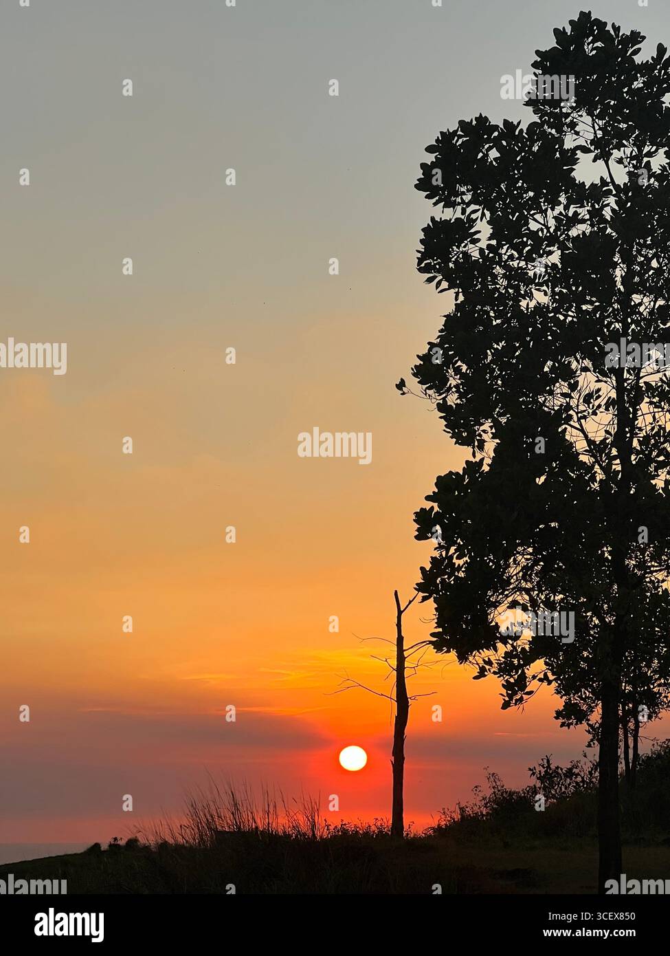 A striking silhouette of a lone tree standing against a vivid sunset sky. - Smartphone Captured Stock Image