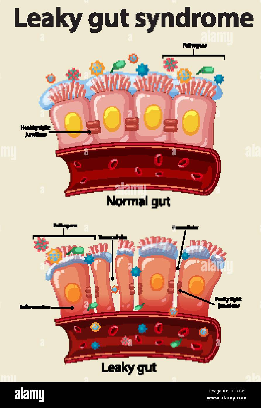 Highlighting epithelial cells Stock Vector Images - Alamy