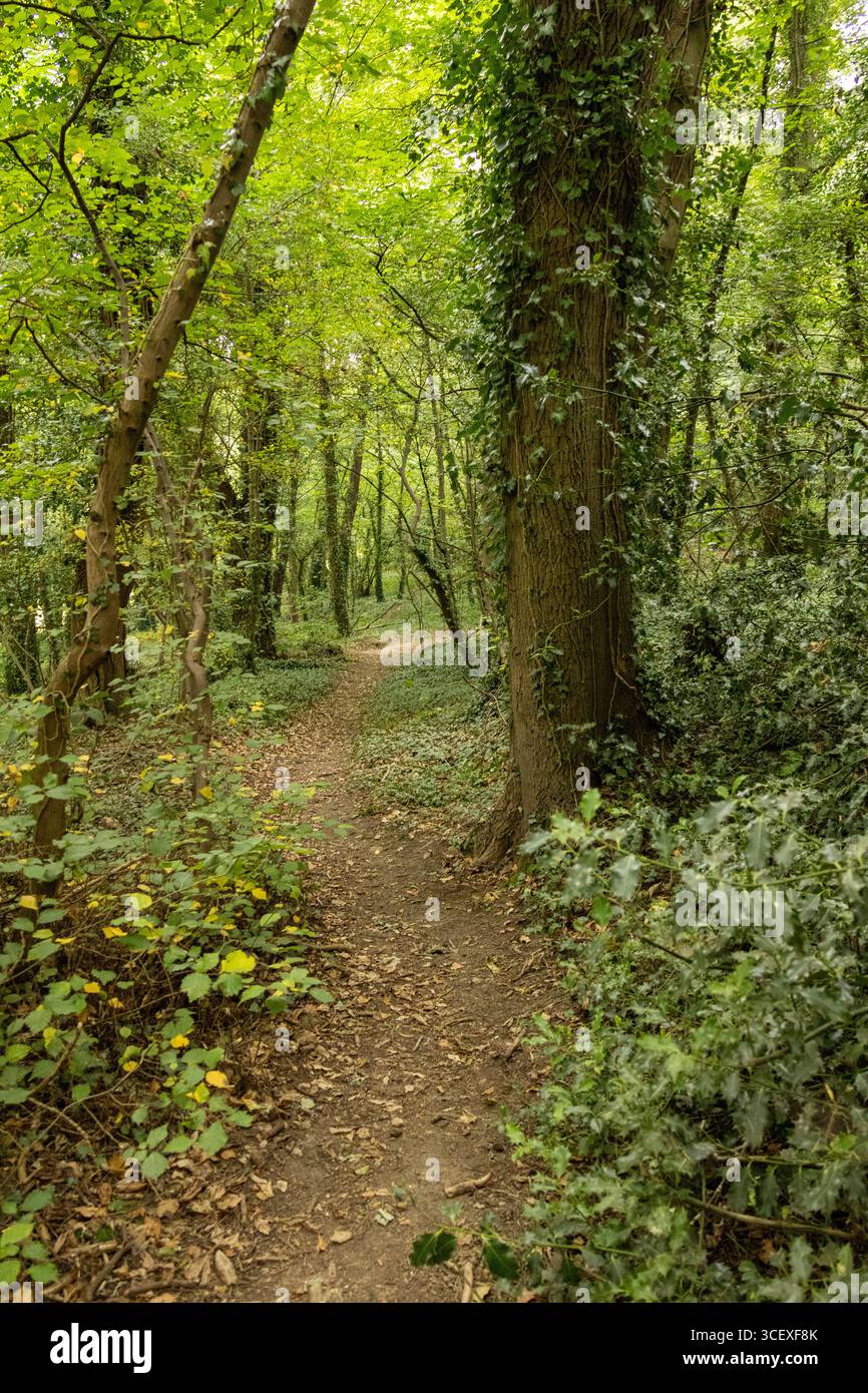 Narrow dirt path winding through a lush green forest with ivy-covered ...