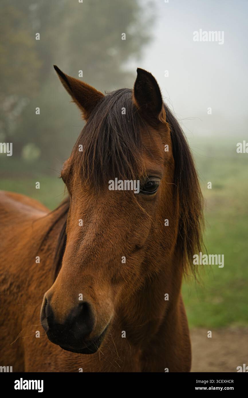 Close-Up Portrait of a Beautiful Horse with Dark Mane in Misty Landscape Stock Photo