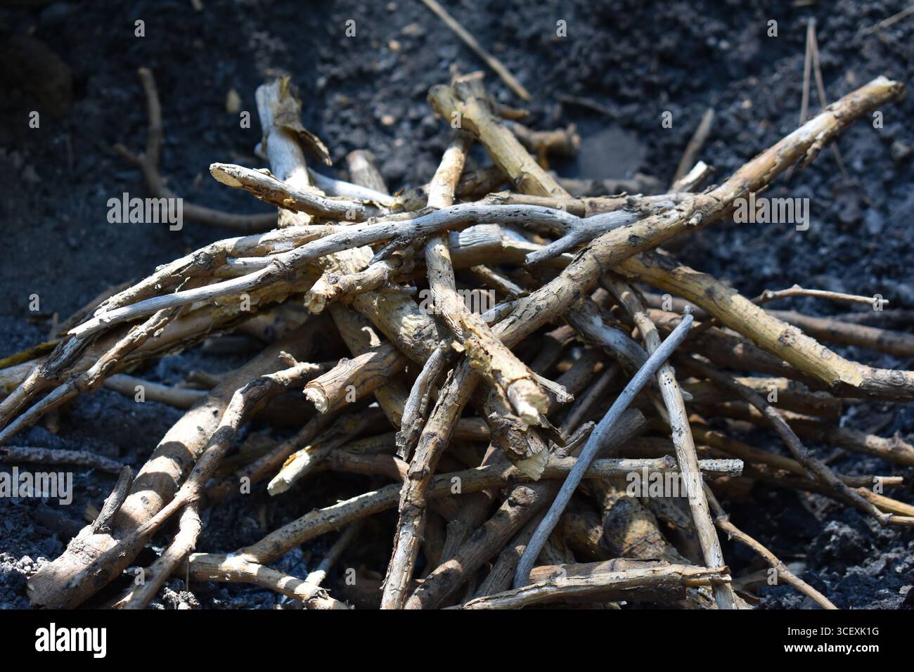 Burn at the stake hi-res stock photography and images - Alamy