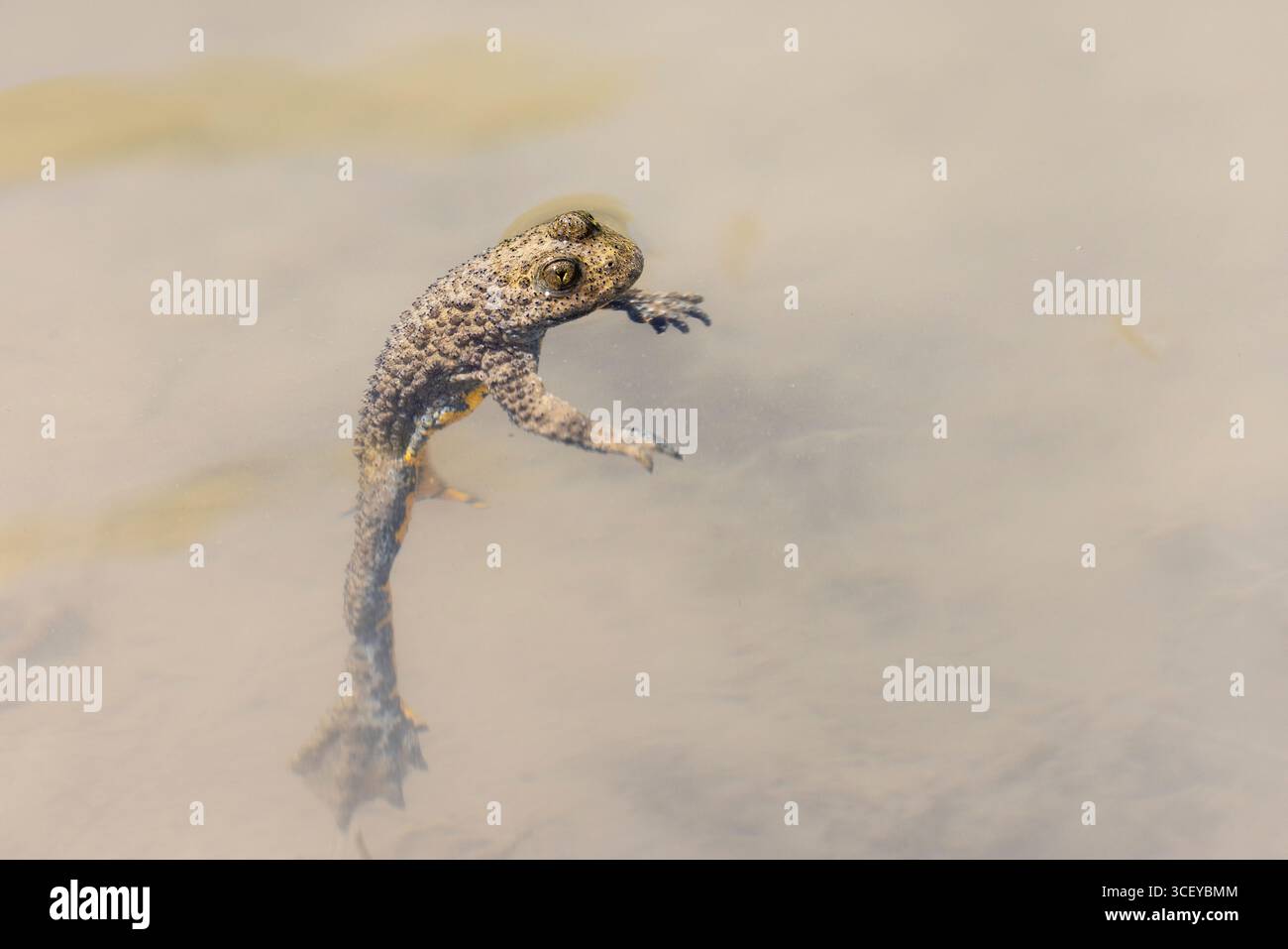 Yellow-bellied Toad, Bombina variegata scabra, Byrlya, Bulgaria Stock Photo
