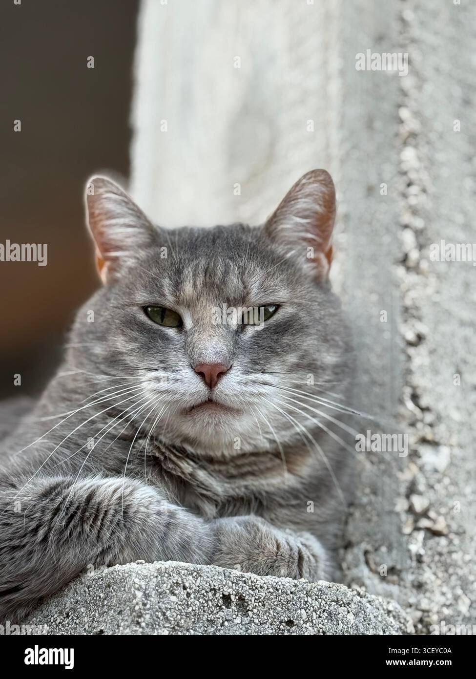 CAT - Smartphone Captured Stock Image