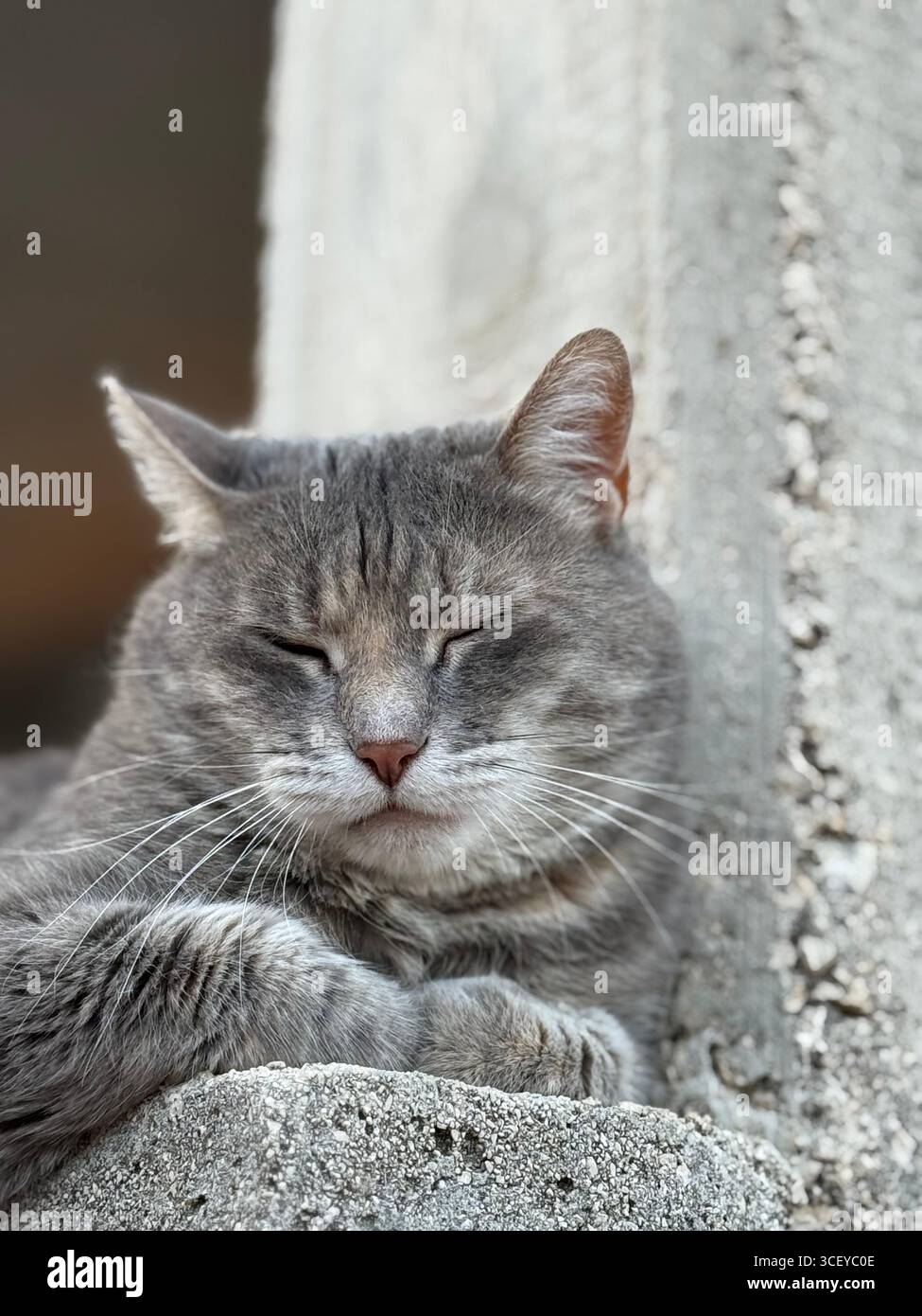 CAT - Smartphone Captured Stock Image