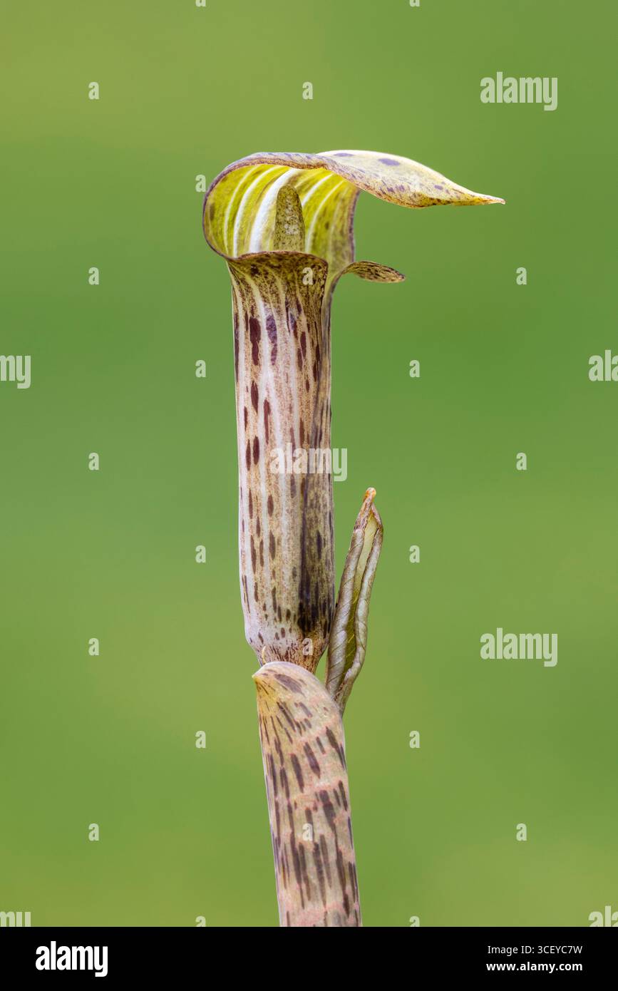 Cobra Lily, Arisaema nepentoides, flower. In cultivation. Origin Bhutan. Family Araceae Stock Photo