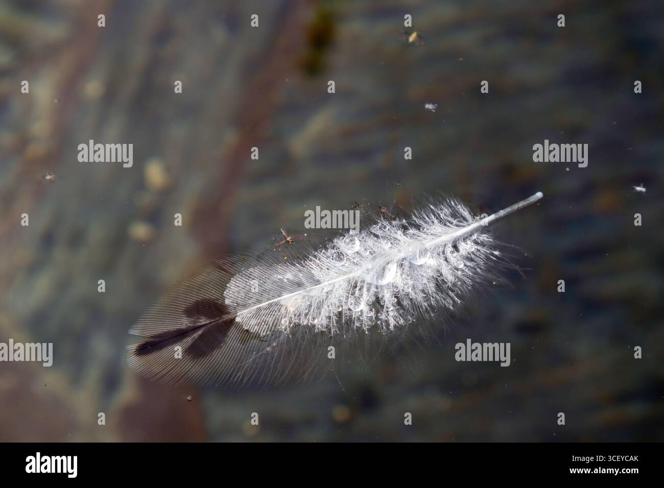single white feather with droplets floating on water Stock Photo