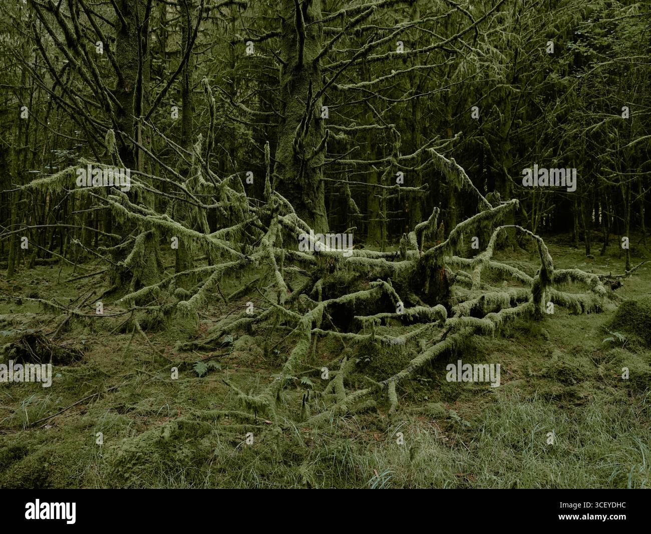 Temperate Rainforest - Frozen in time by green moss dark woodland ...