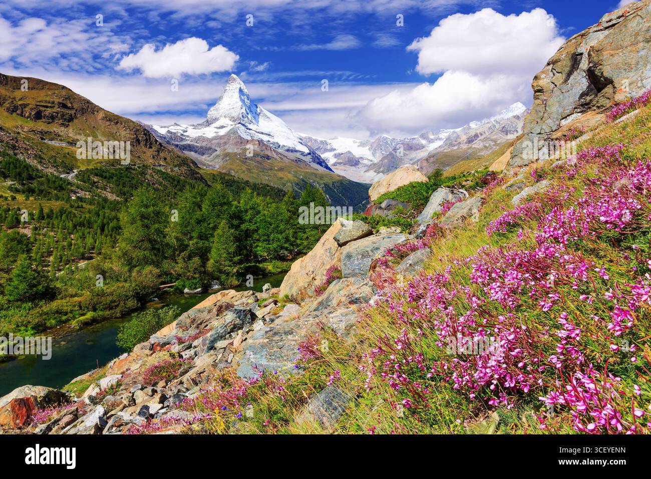 Zermatt, Switzerland. Matterhorn mountain near Grindjisee Lake with flowers in the foreground. Canton of Valais. Stock Photo