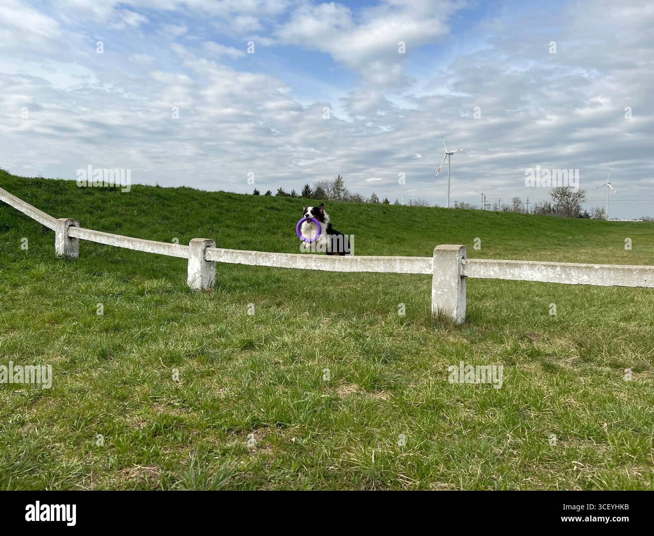 spring field with mowed grass, Australian Shepherd running across the field - Smartphone Captured Stock Image