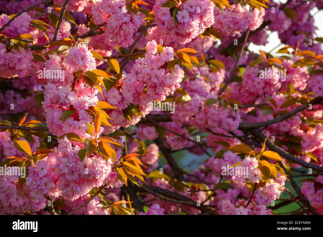 pink sakura blossom in spring. lush floral background for hanamy festival. beautiful garden in soft morning light. lush flower branch Stock Photo