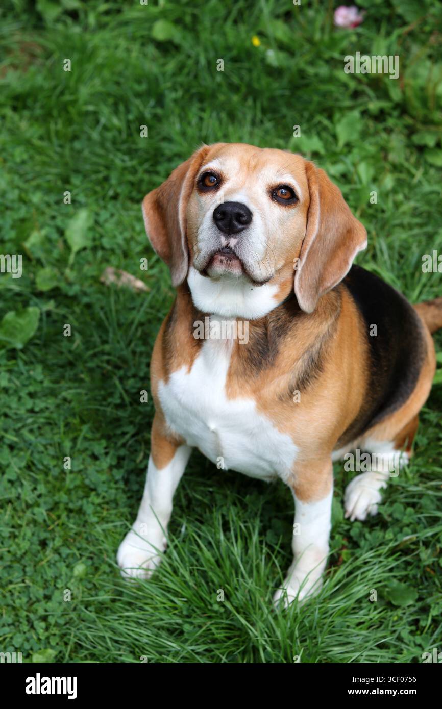Portrait of a cute Beagle dog sitting on the grass in the garden. Beagle puppy on a grass, close up portrait of a happy pet. Obedience concept Stock Photo