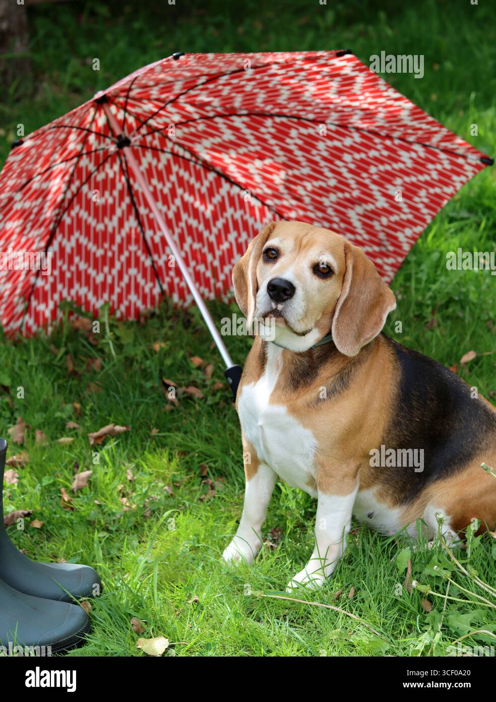 Portrait of a cute Beagle dog sitting on the grass in the garden. Beagle puppy on a grass, close up portrait of a happy pet. Obedience concept Stock Photo