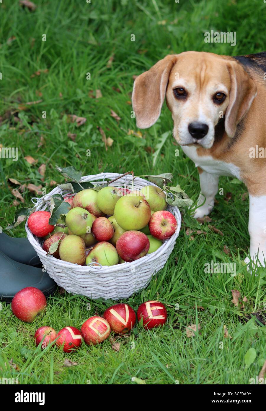 Beagle dog sitting on the grass next to a basket of apples Stock Photo