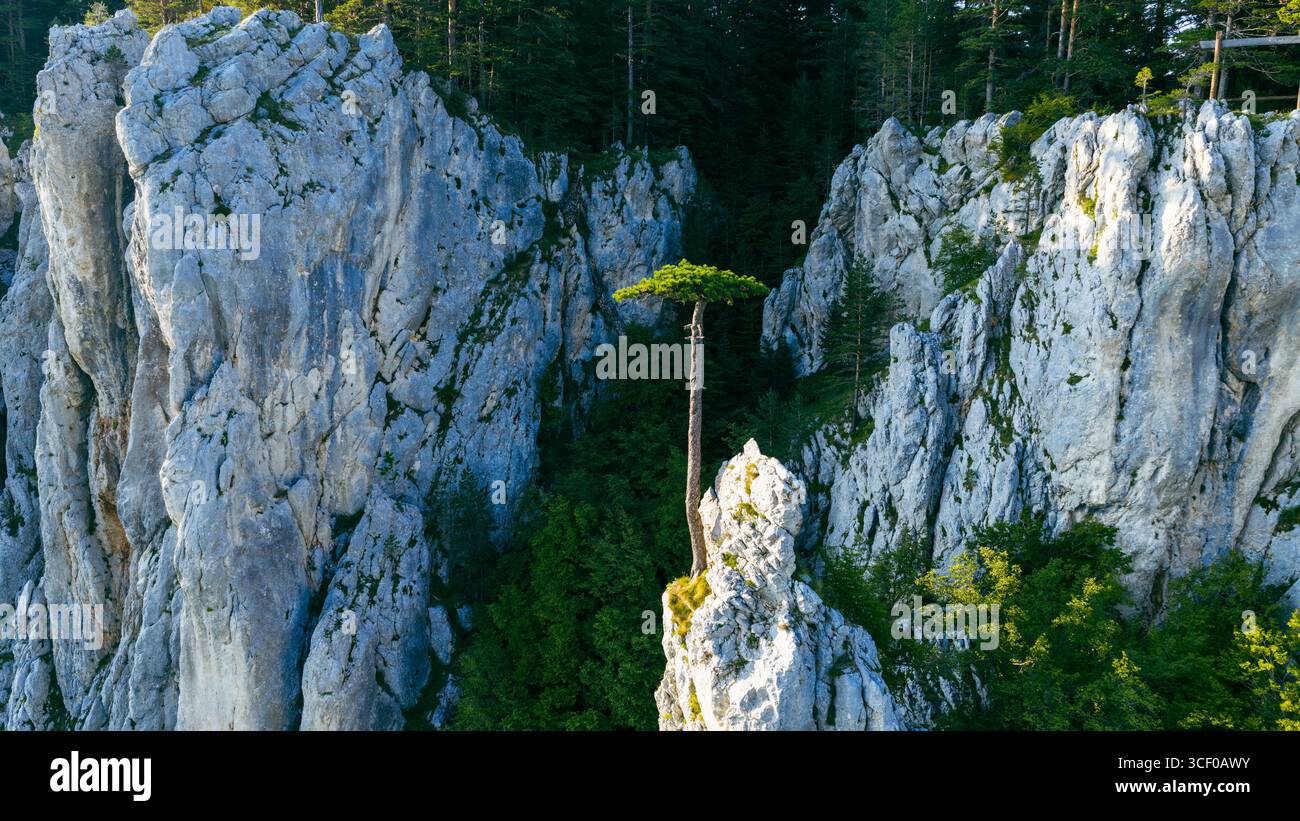 Towering rocks embrace a lone pine tree rooted in stone, a timeless ...