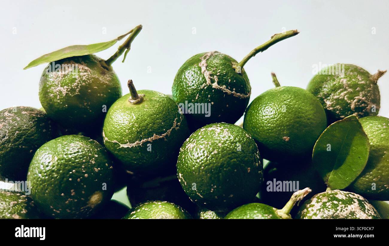green fresh calamansi lime fruits - Smartphone Captured Stock Image