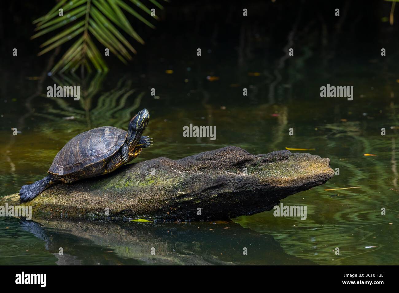 Turtle on a log in a florida swamp Stock Photo - Alamy