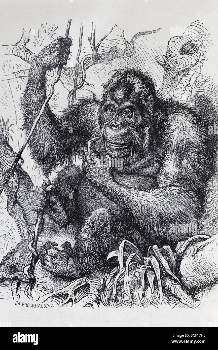 Species engraving hi-res stock photography and images - Alamy