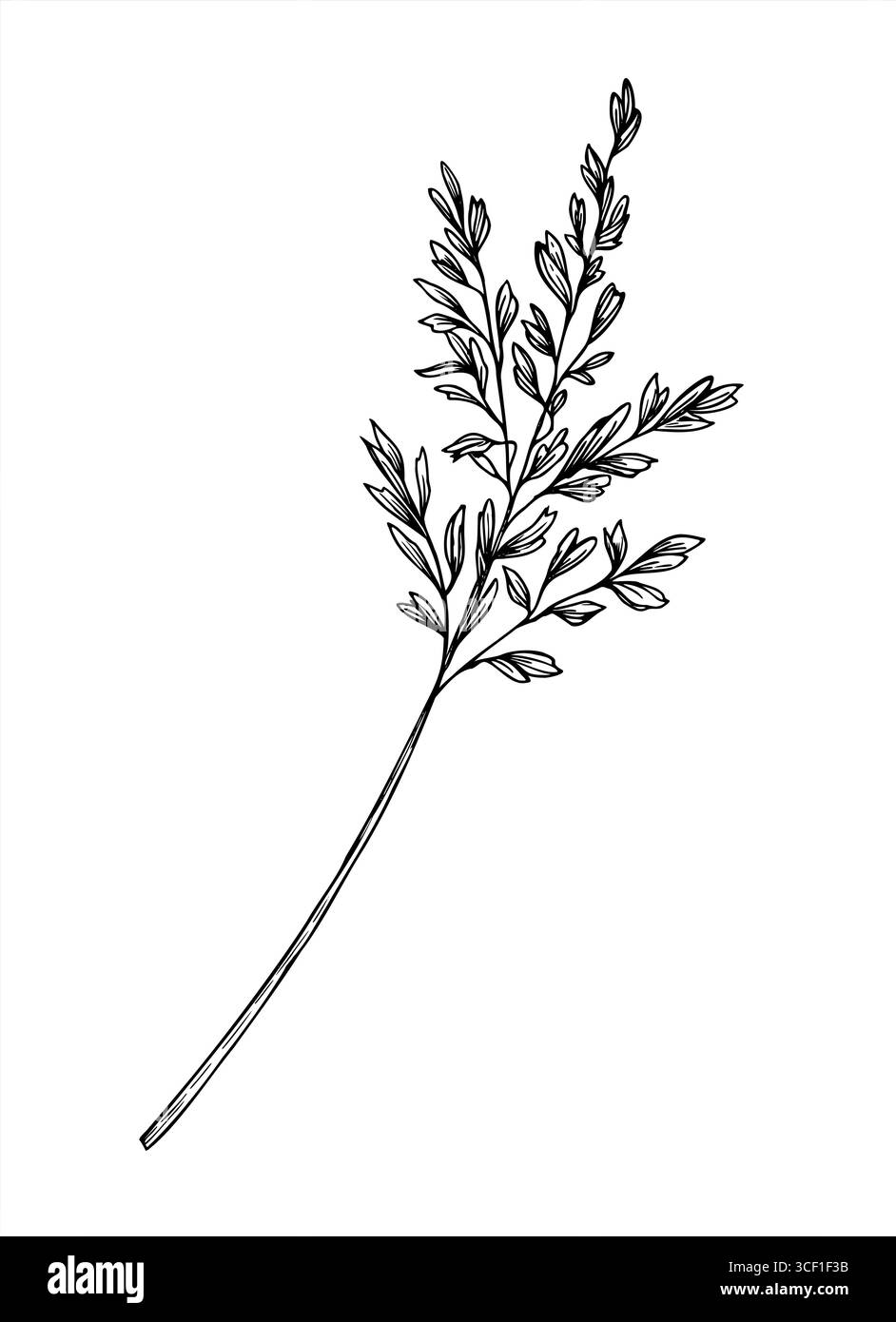 Meadow wild spikelet monochrome vector isolated illustration in outline linear style. Field grass spike with seeds graphic sketch. Floral elopement Stock Vector