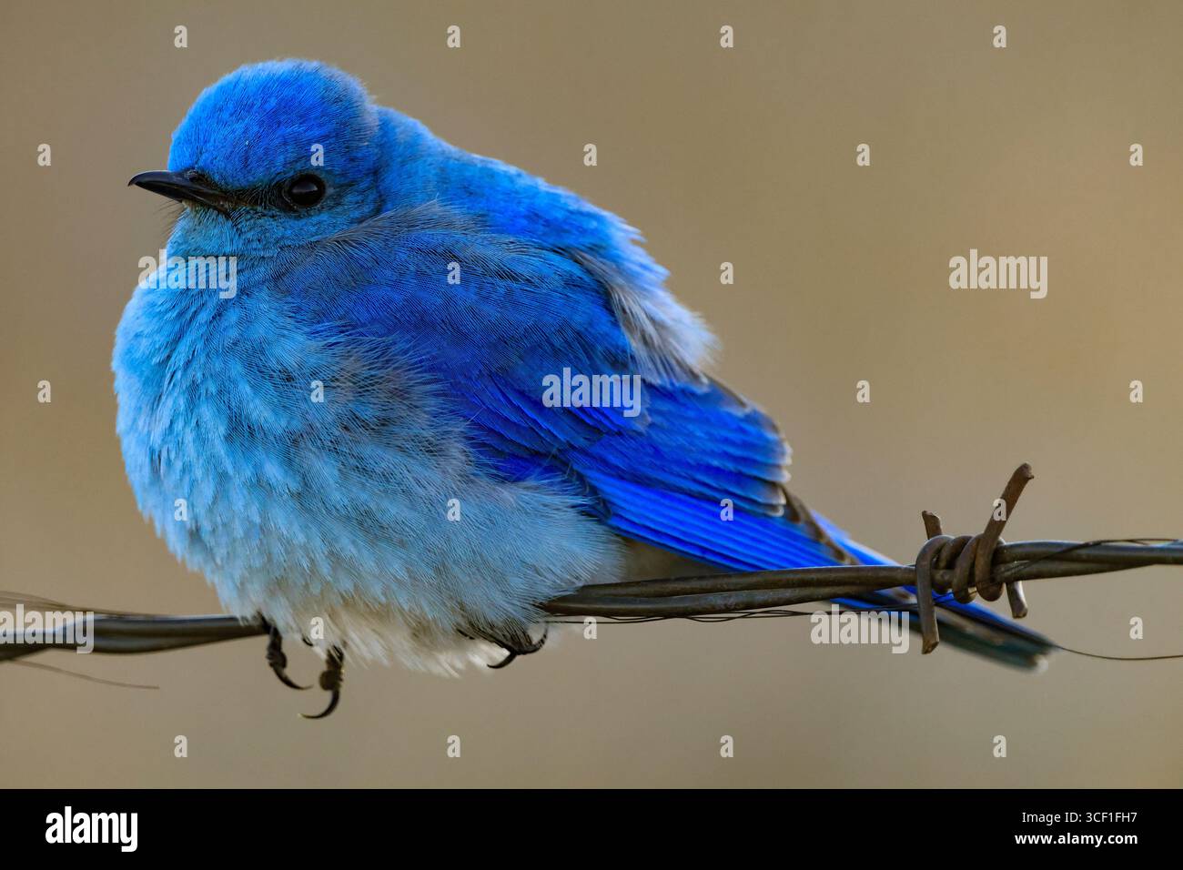 A vibrant  Mountain bluebird perching on a wire, its feathers are ruffled, helping it warm up on a cool morning. Stock Photo