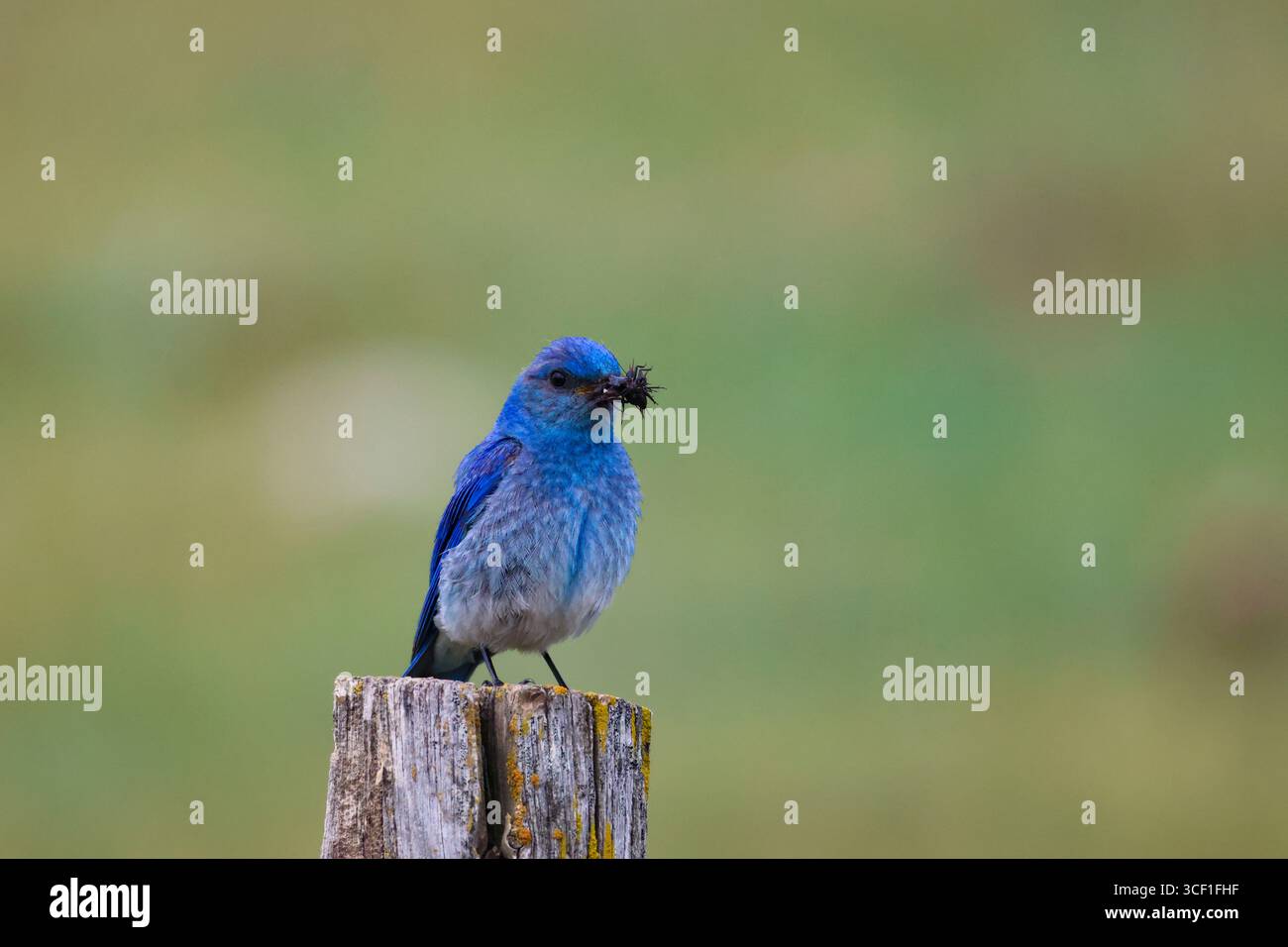 A mountain bluebird with its beak full of black crickets, perched on a post. Stock Photo
