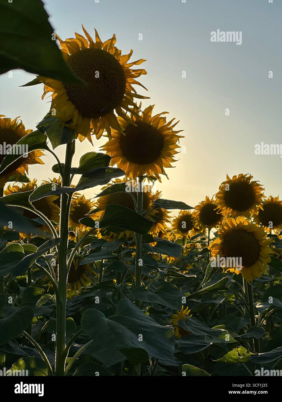 Sunflower field in golden sunlight. Scenic view of blooming sunflowers backlit by the setting sun, creating a glowing silhouette effect. - Smartphone Captured Stock Image