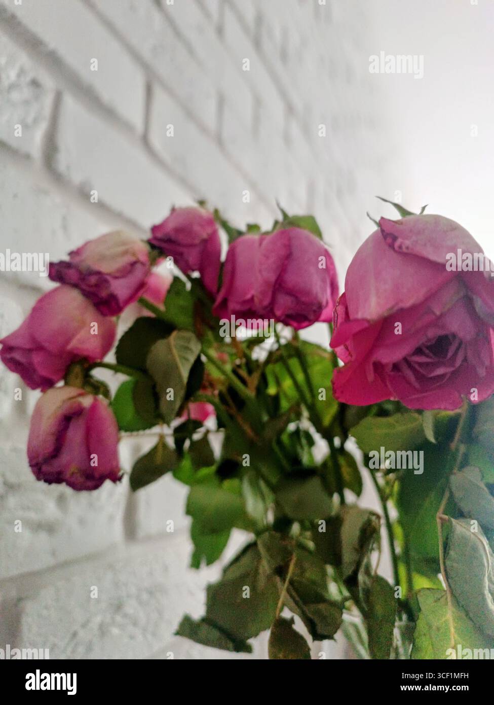 Pink Dead Roses Dead head roses hi-res stock photography and images - Alamy