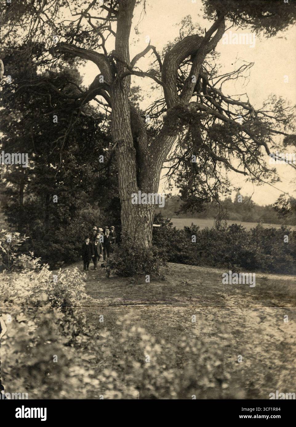 20th century forest exploration hi-res stock photography and images - Alamy