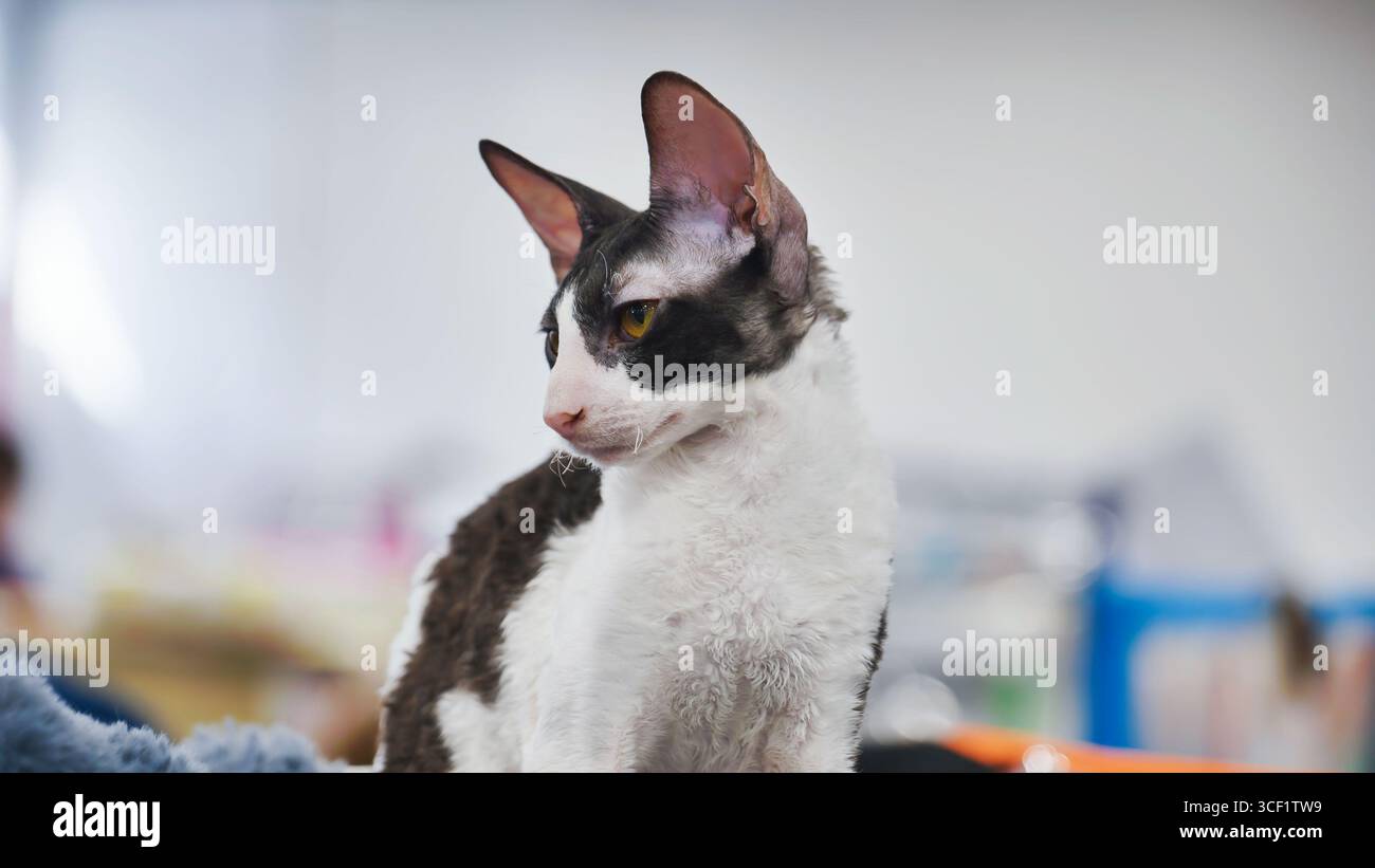 Cornish rex cat looking away during cat show Stock Photo