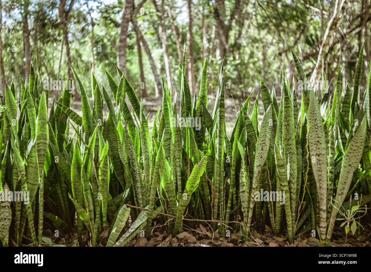 Snake plant sansevieria hi-res stock photography and images - Alamy
