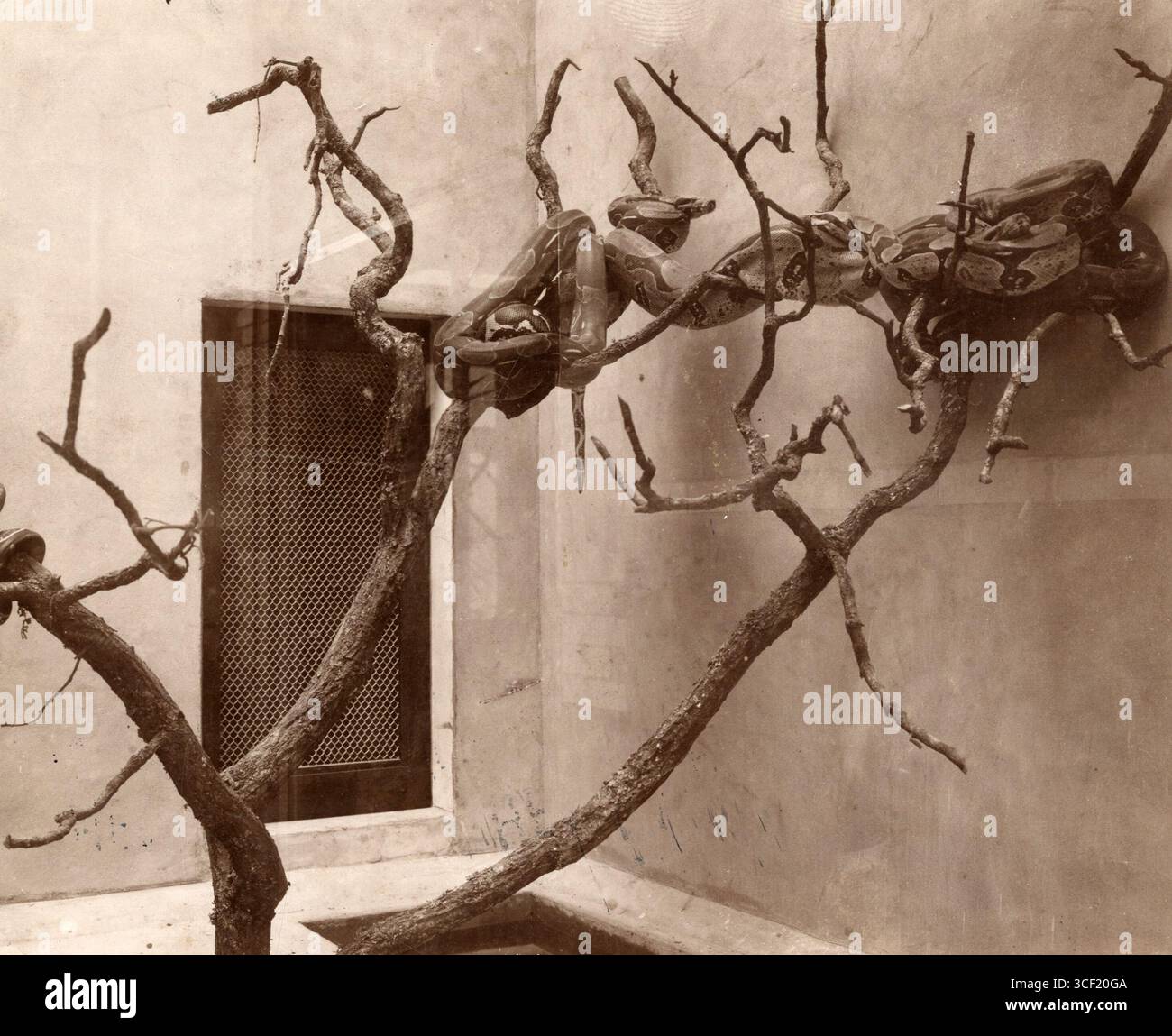 Visual Reference: The Reptile House At Artis Zoo Amsterdam 1911 Featuring A