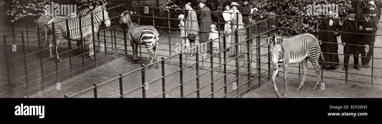 In 1917, visitors at Artis Zoo in Amsterdam observe the zebra ...