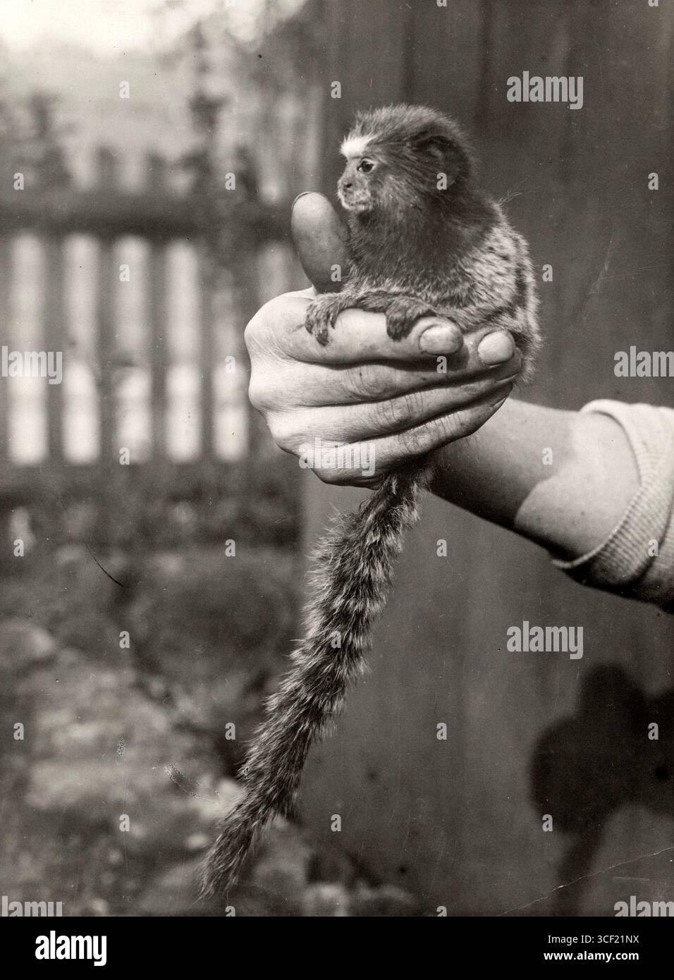 Monkey Uncommon A human hand holds a rare dwarf monkey, with its long tail extending ...