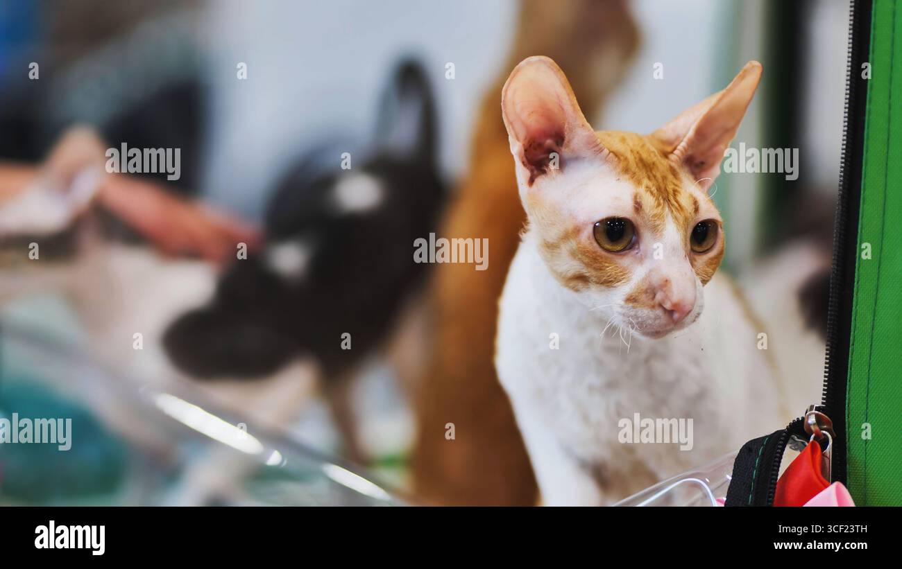 Cornish rex cat standing in a cage during feline exhibition Stock Photo