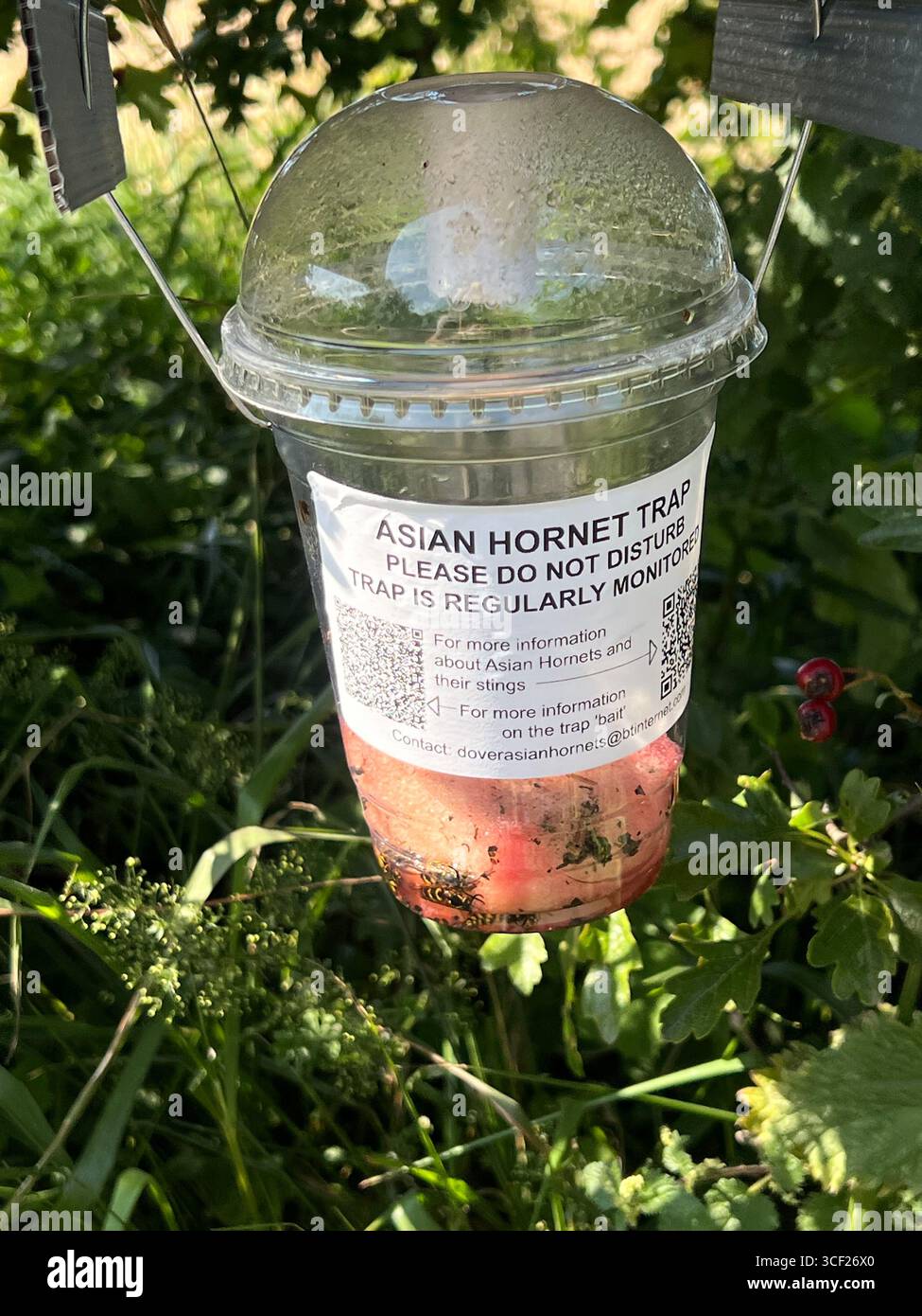 Asian Hornet Trap in Hedgerow on North Downs Above Folkestone Stock Photo