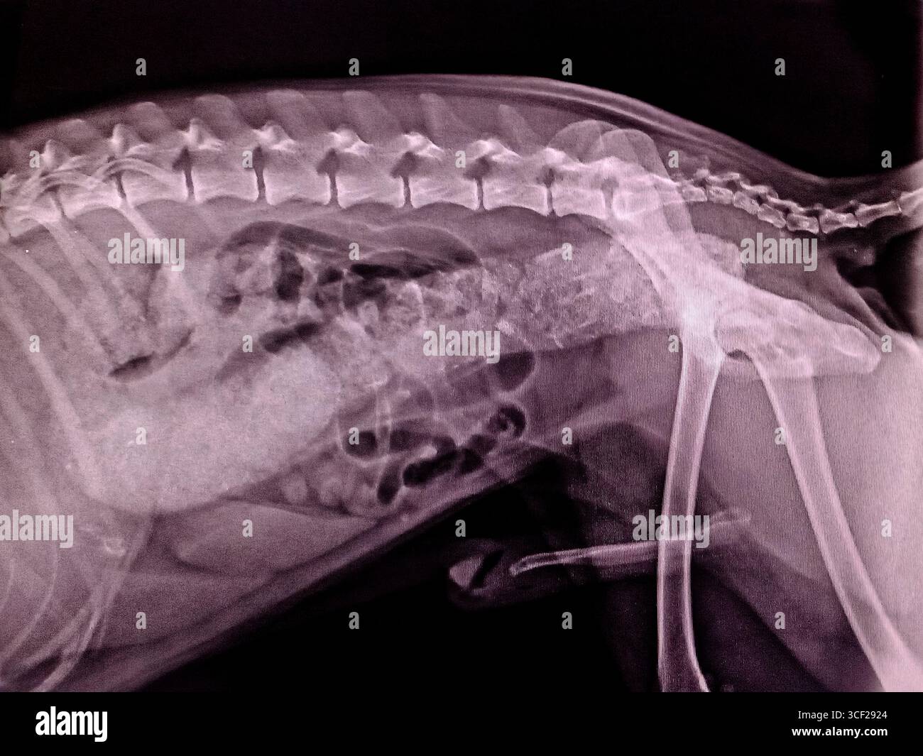 X-ray taken by a veterinarian showing a severely constipated dog - Smartphone Captured Stock Image