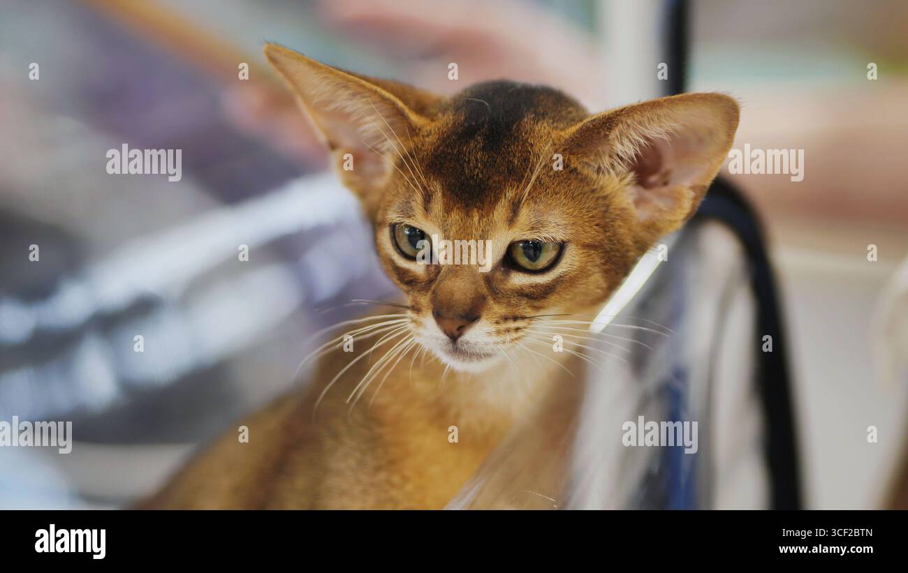 Abyssinian kitten looking away inside pet carrier Stock Photo