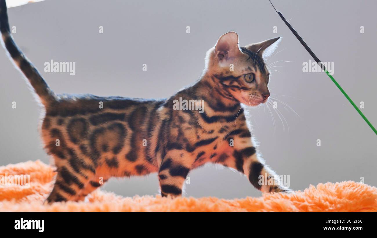 Bengal kitten playing on orange blanket looking curious Stock Photo