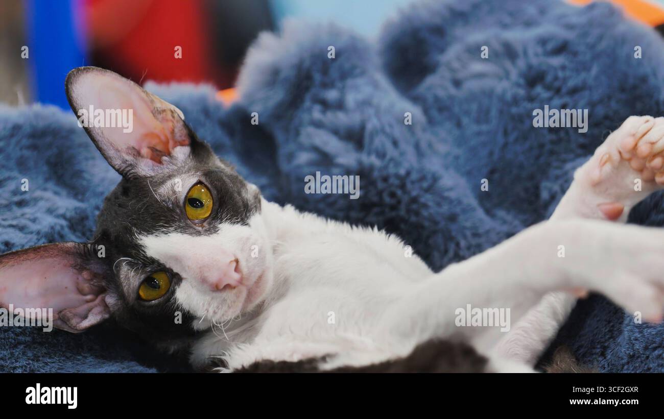 Cornish rex cat relaxing on blue blanket Stock Photo