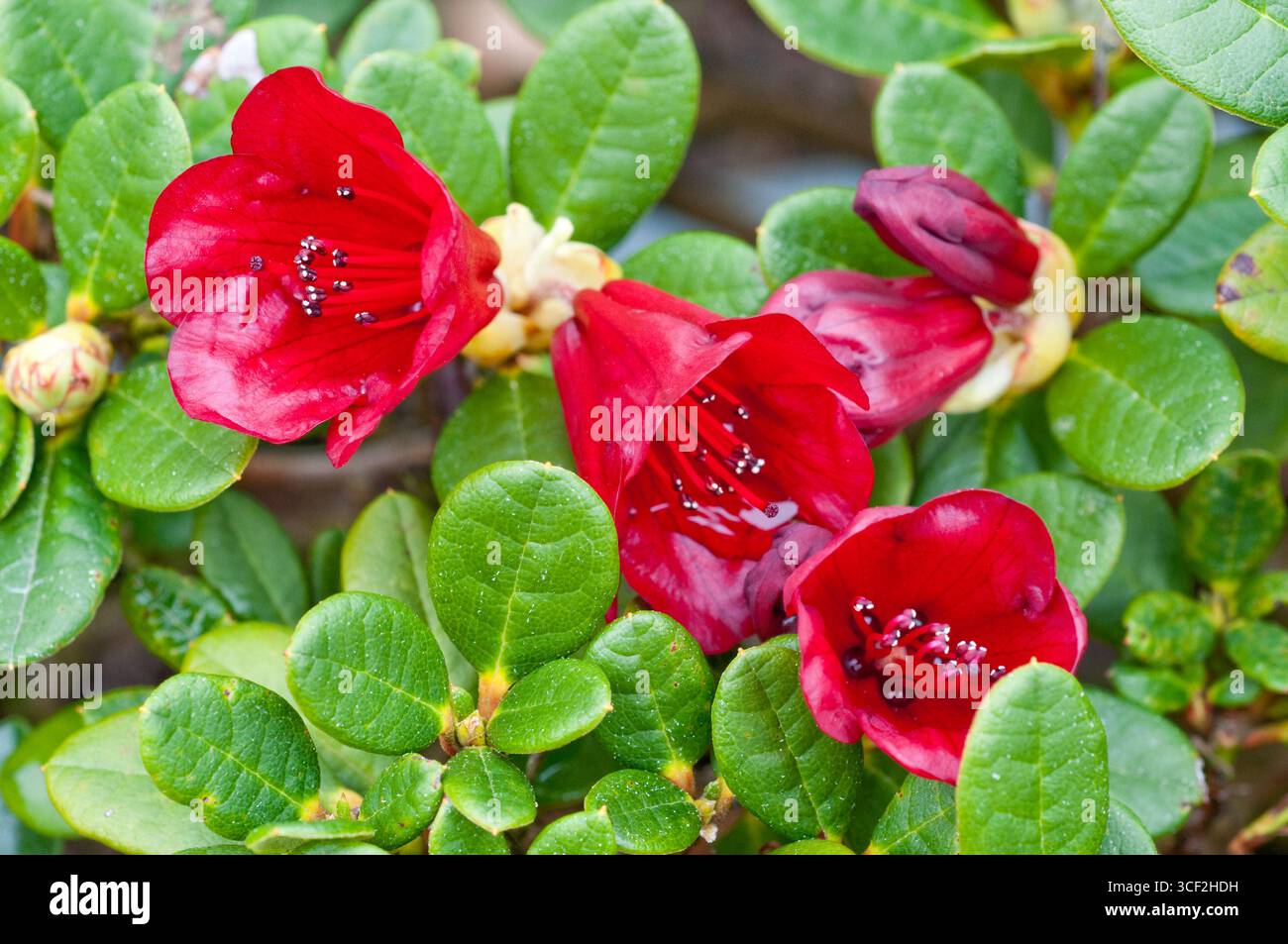 Rhododendron carmen hi-res stock photography and images - Alamy