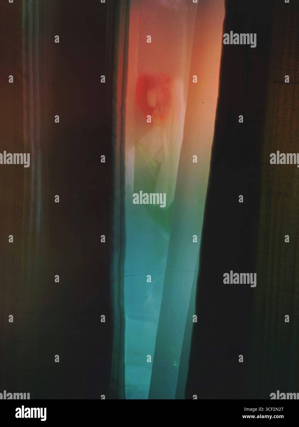 A dark net curtain, flower vase and curtain window abstract background - opening morning interior windows flower decoration Stock Photo