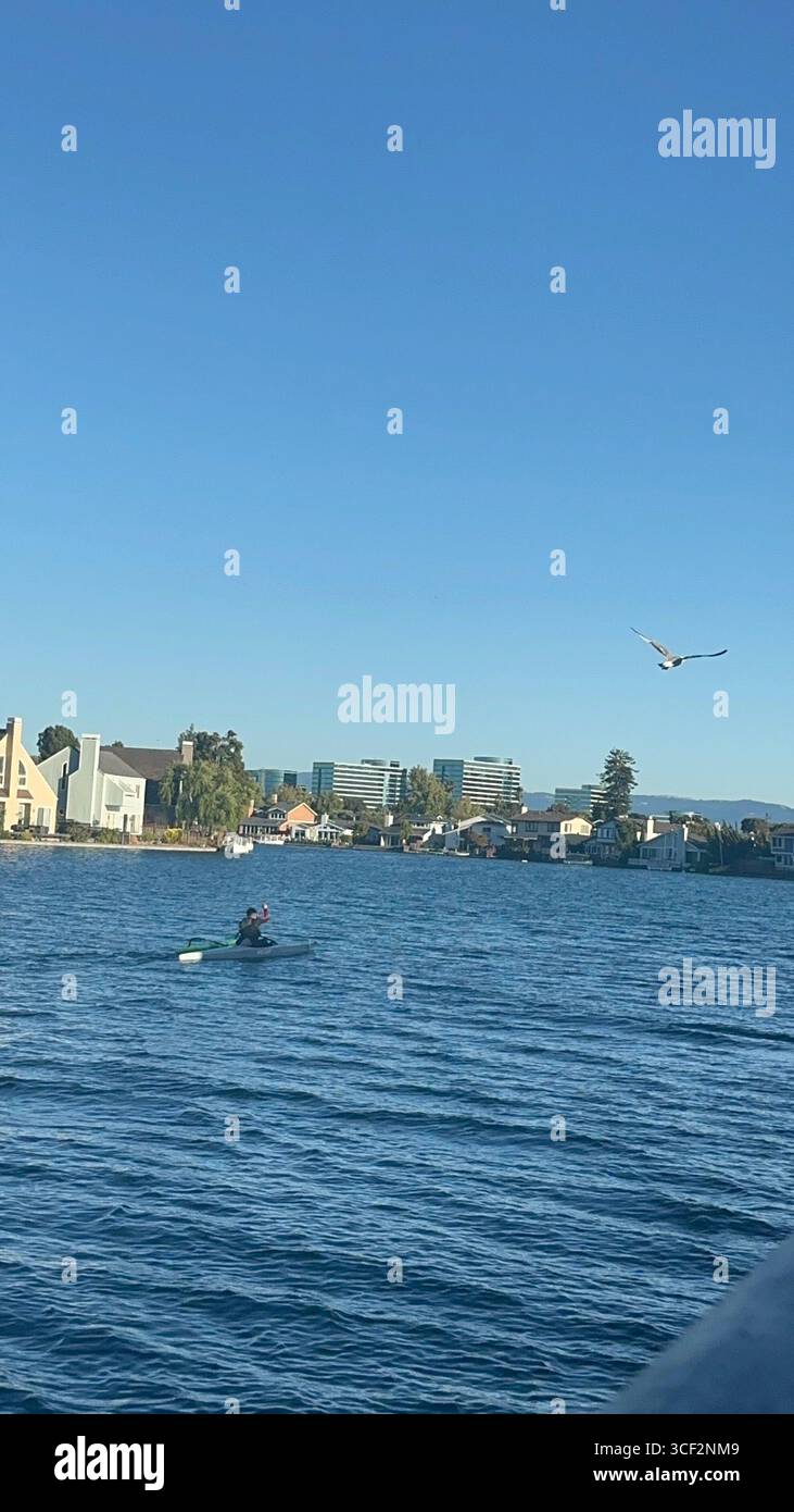 A kayaker paddles on calm blue water as a seagull flies overhead, with waterfront homes and modern office buildings in the background - Smartphone Captured Stock Image
