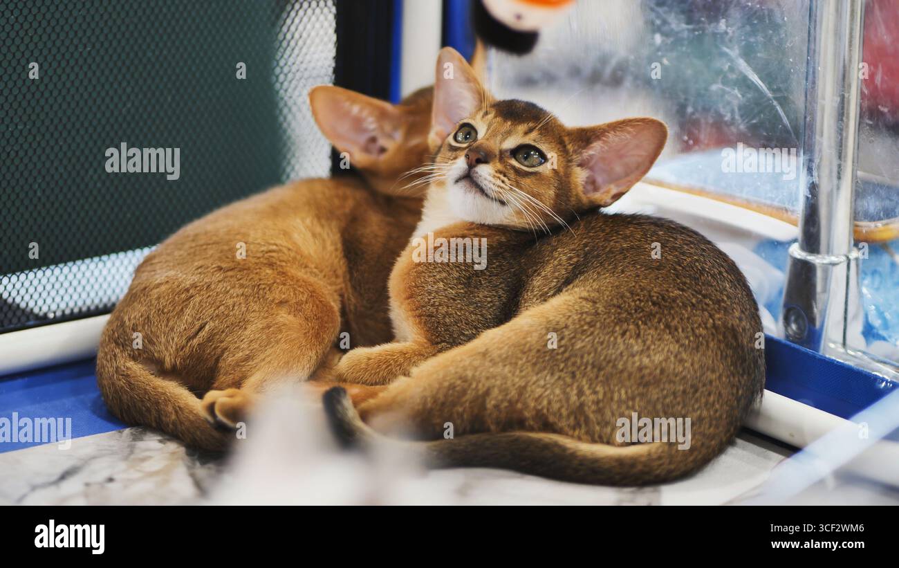 Two Abyssinian kittens cuddling in a cage Stock Photo