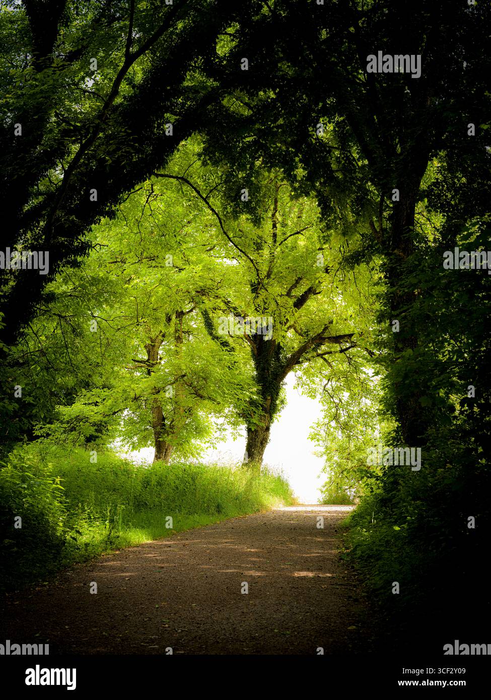 Forest path in spring, backlighting Stock Photo