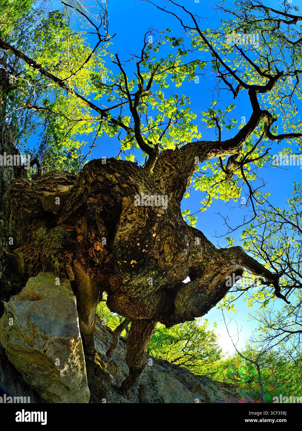 Gnarled oak tree rooted in hi-res stock photography and images - Alamy