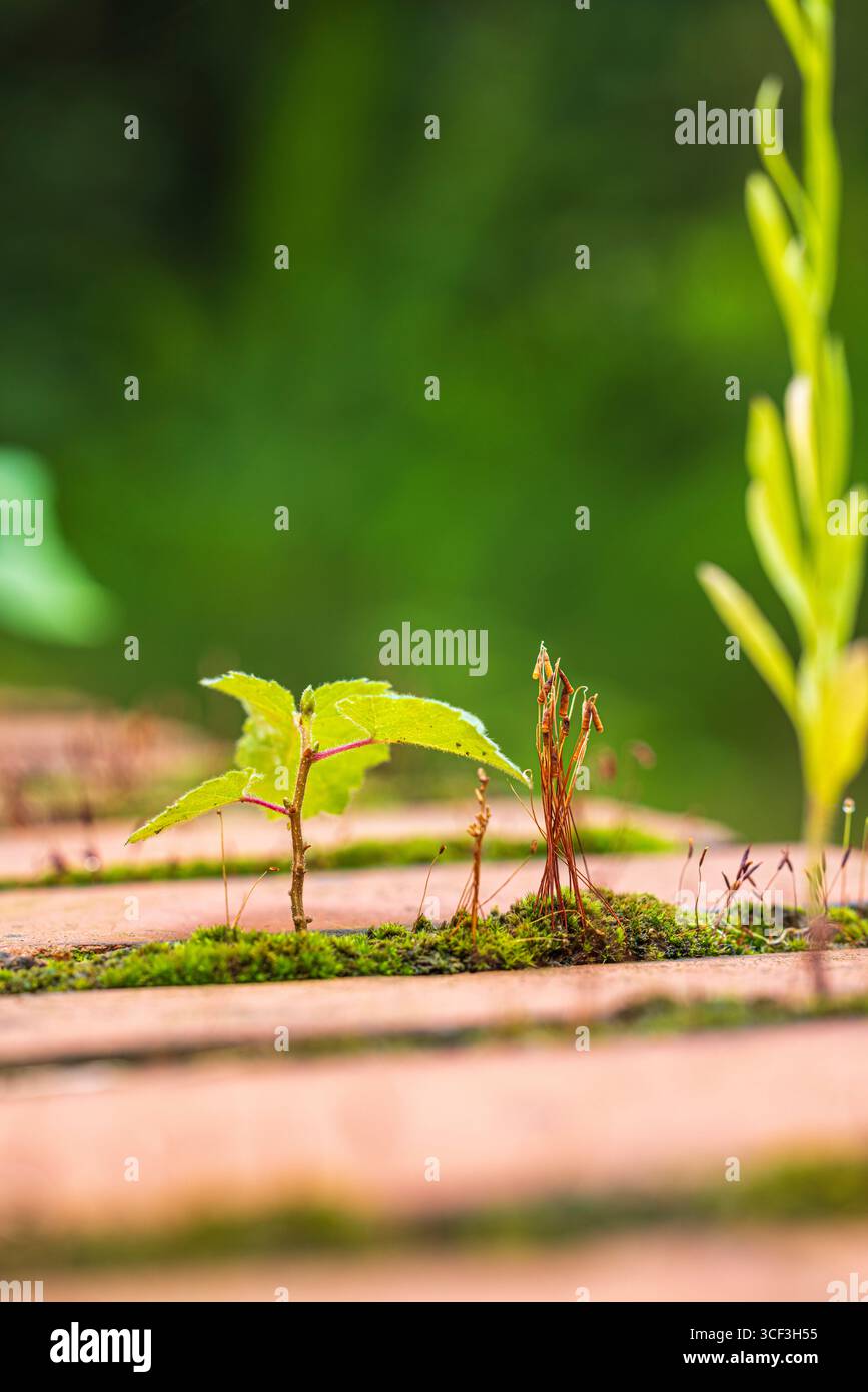 Weed out of roof hi-res stock photography and images - Alamy