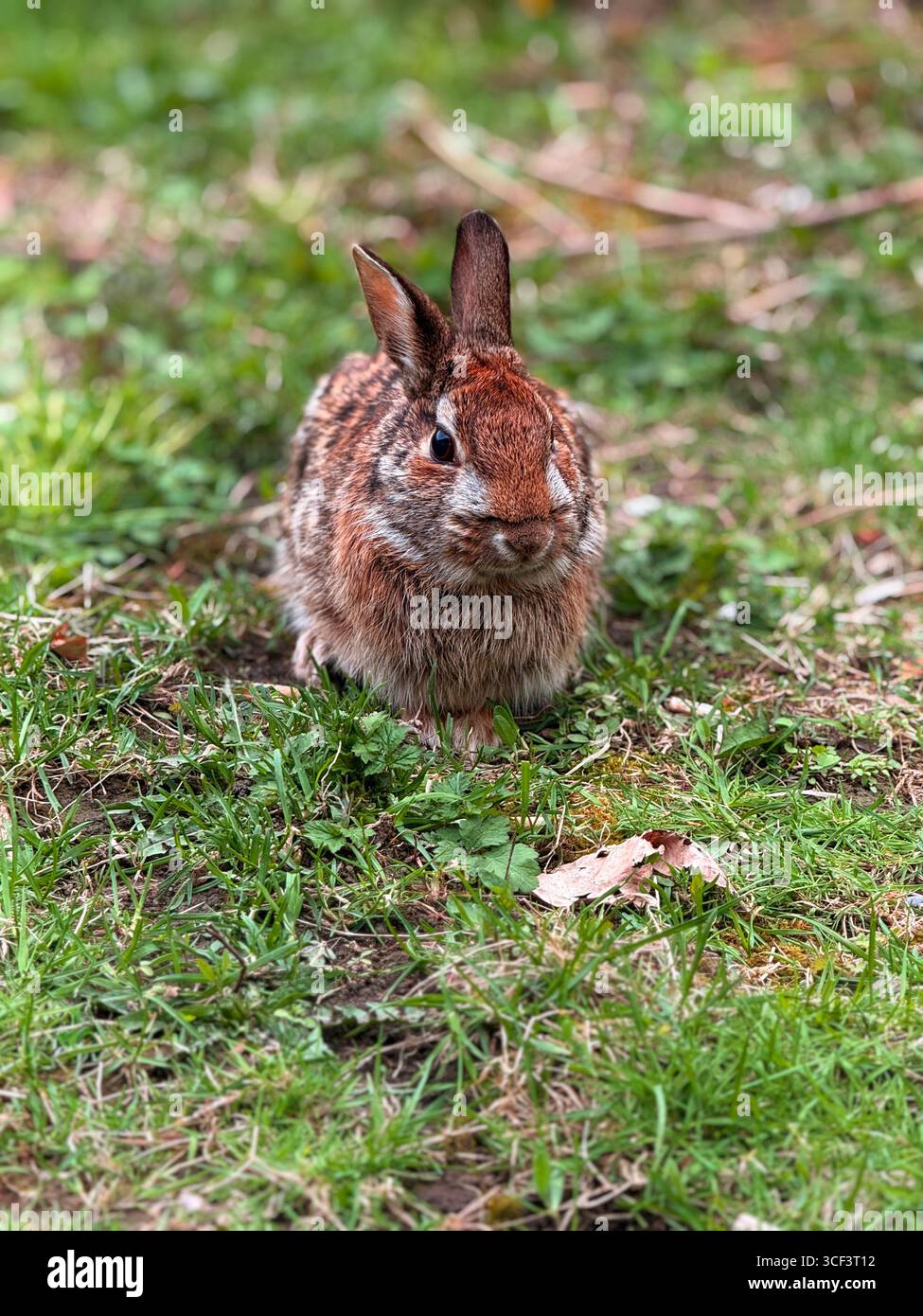 Portrait of a cottontail rabbit - Smartphone Captured Stock Image