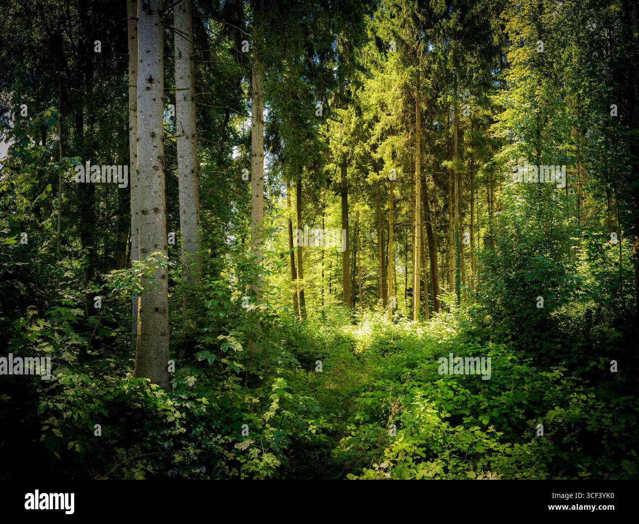 Light atmosphere in the forest Stock Photo