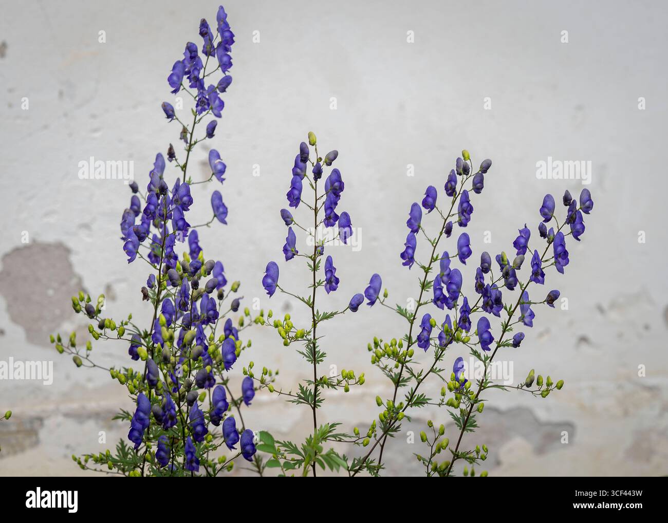Wolfsbane hi-res stock photography and images - Alamy